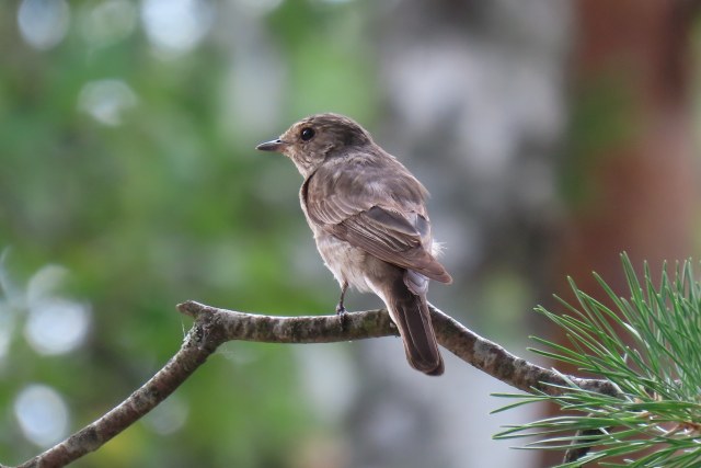 Harmaasieppo / Spotted Flycatcher