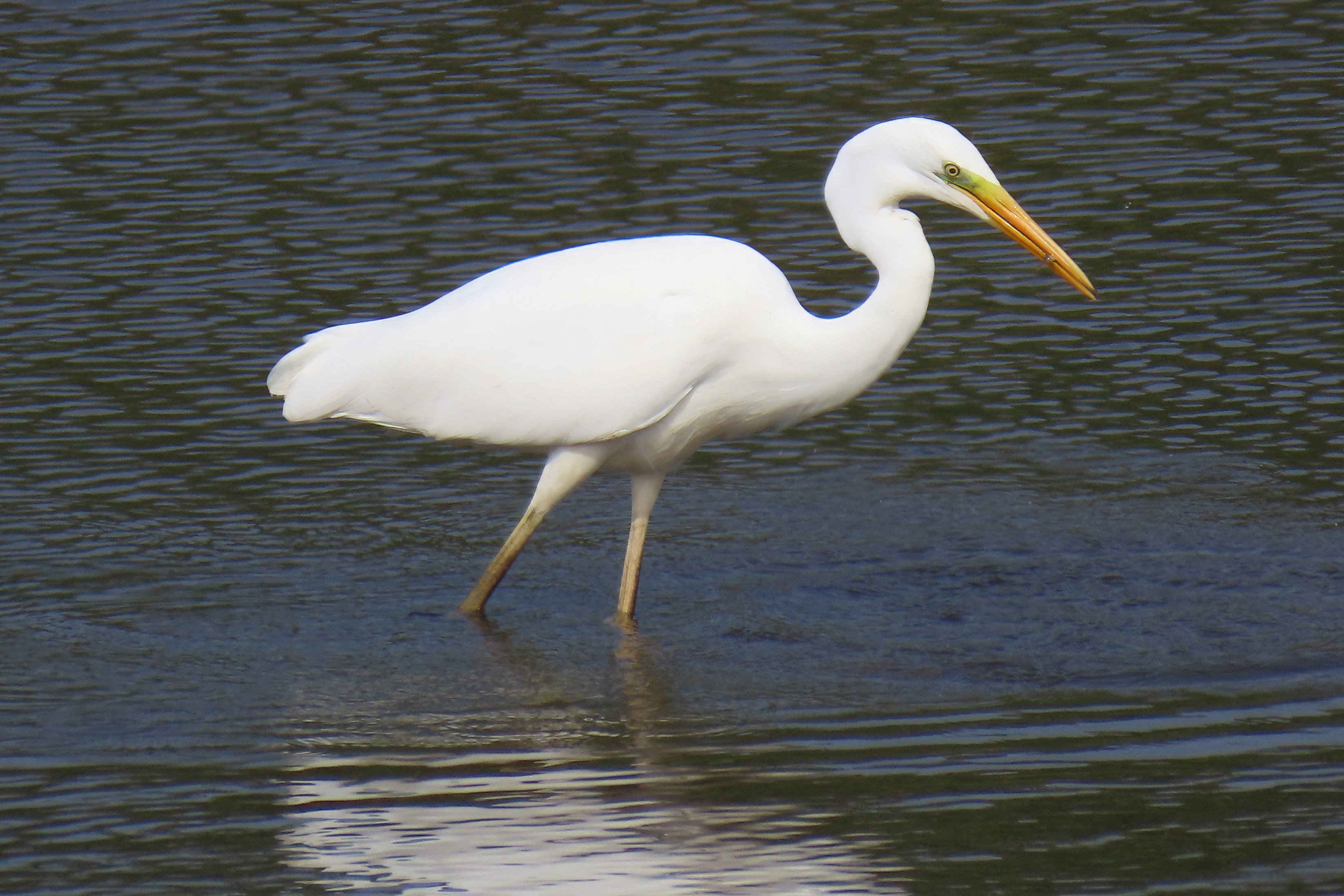Jalohaikara / Great Egret