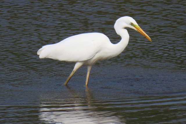 Jalohaikara / Great Egret