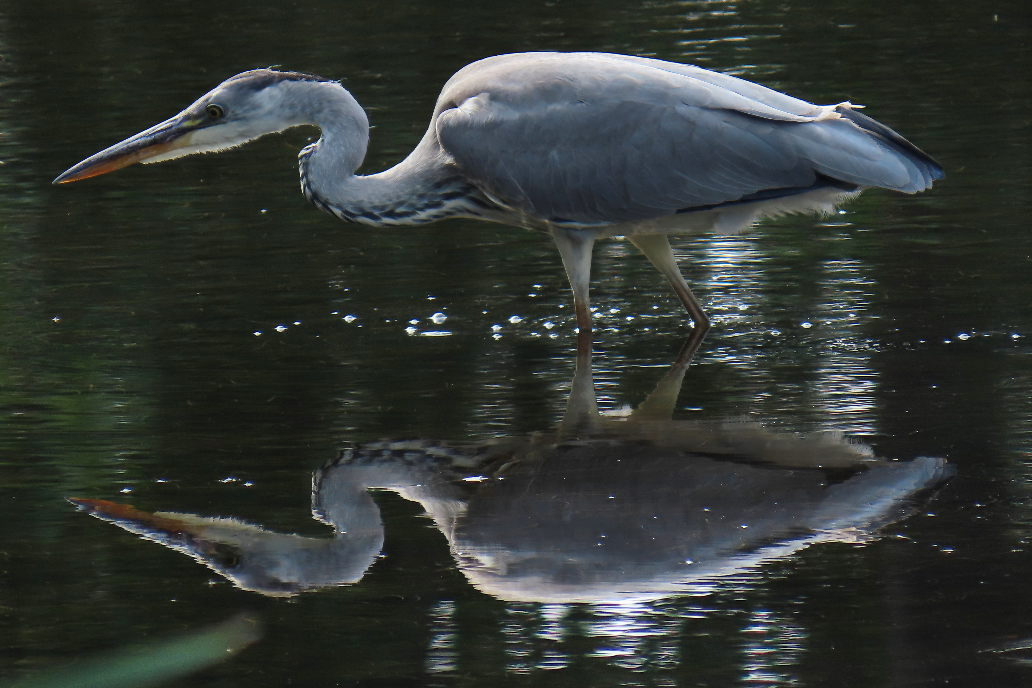 Harmaahaikara / Grey Heron