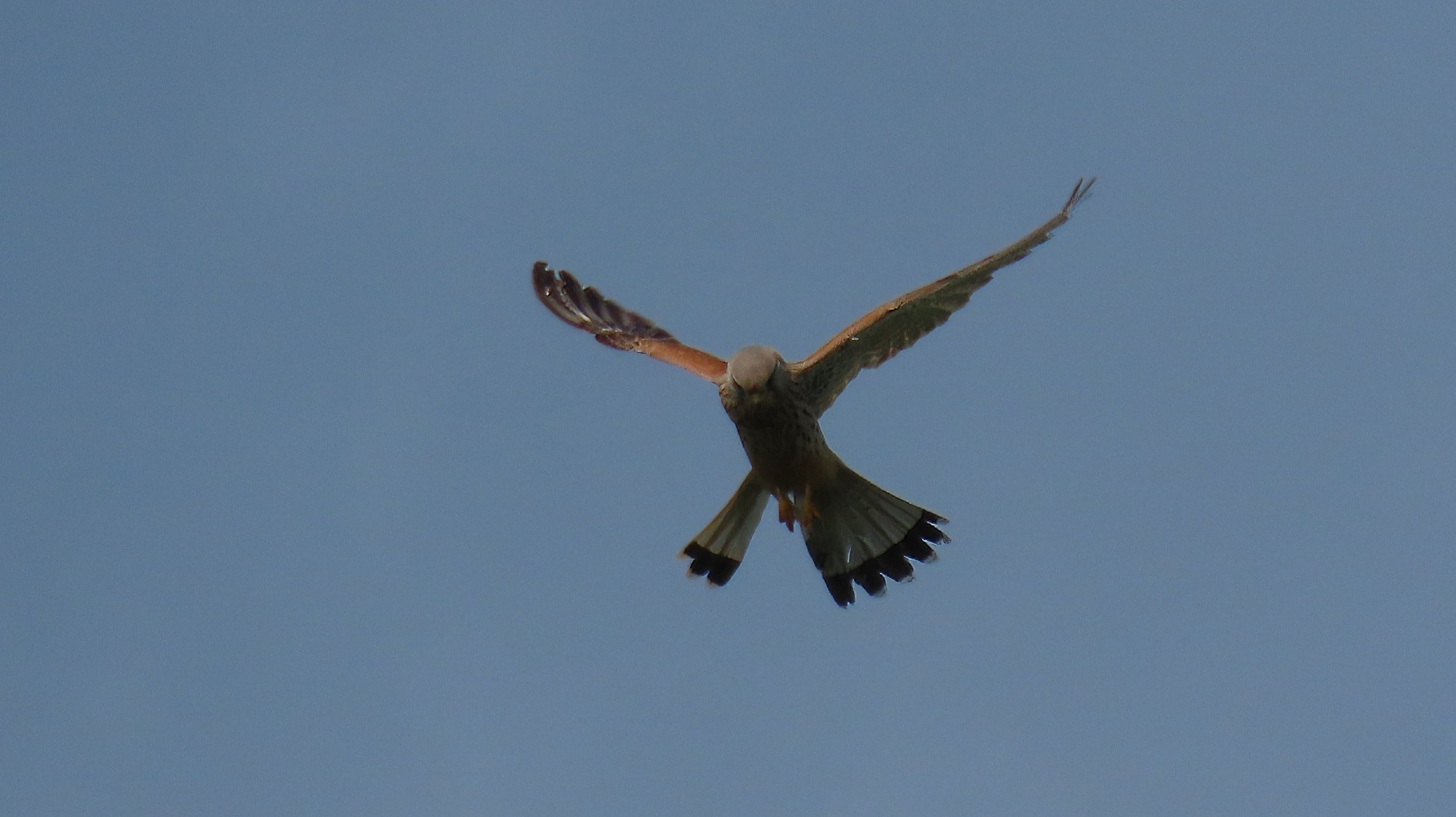 Tuulihaukka / Common Kestrel