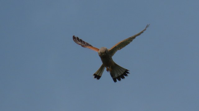 Tuulihaukka / Common Kestrel