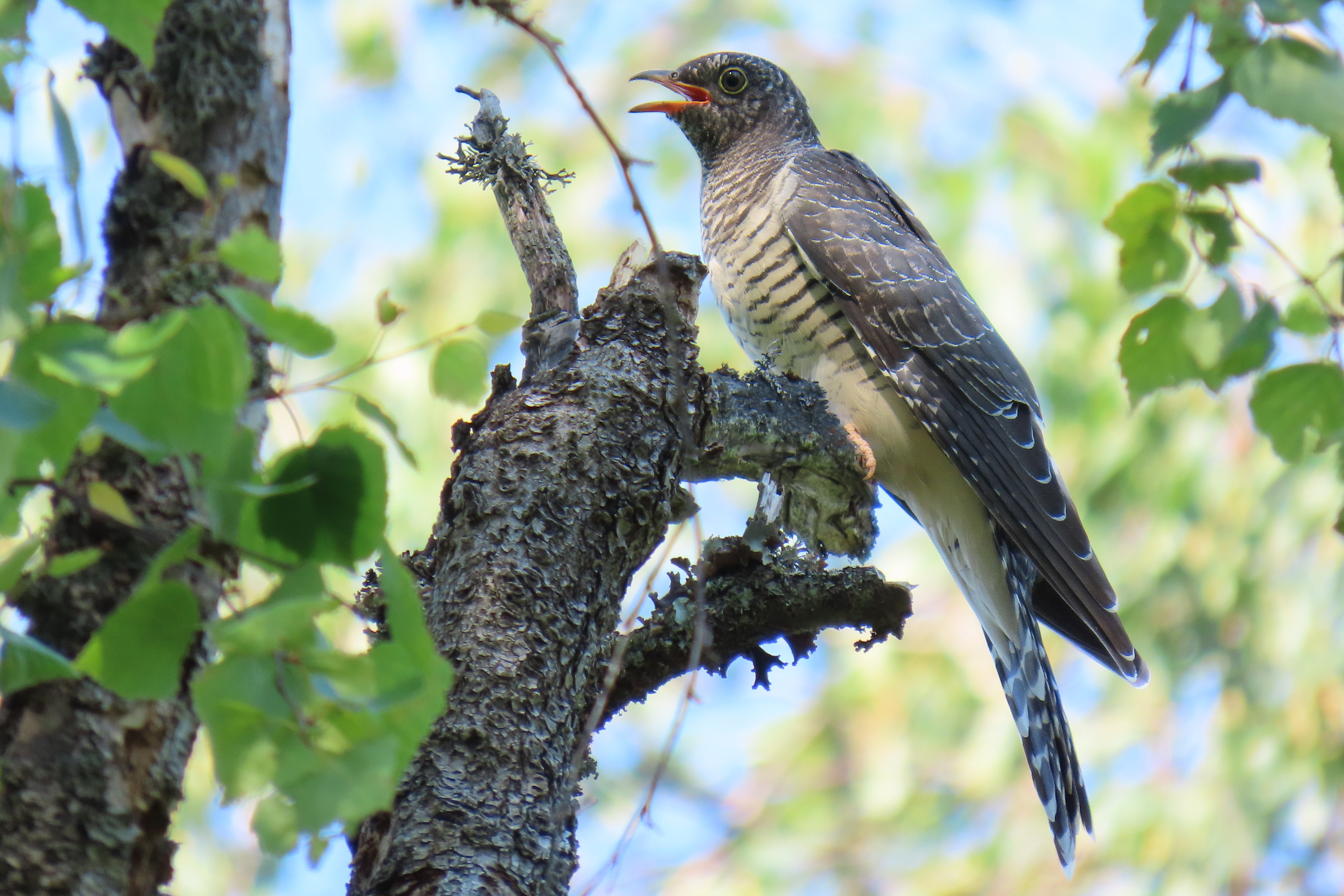 Käki / Common Cuckoo
