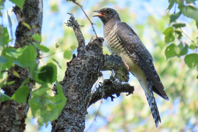 Käki / Common Cuckoo
