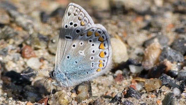 Hohtosinisiipi / European Common Blue
