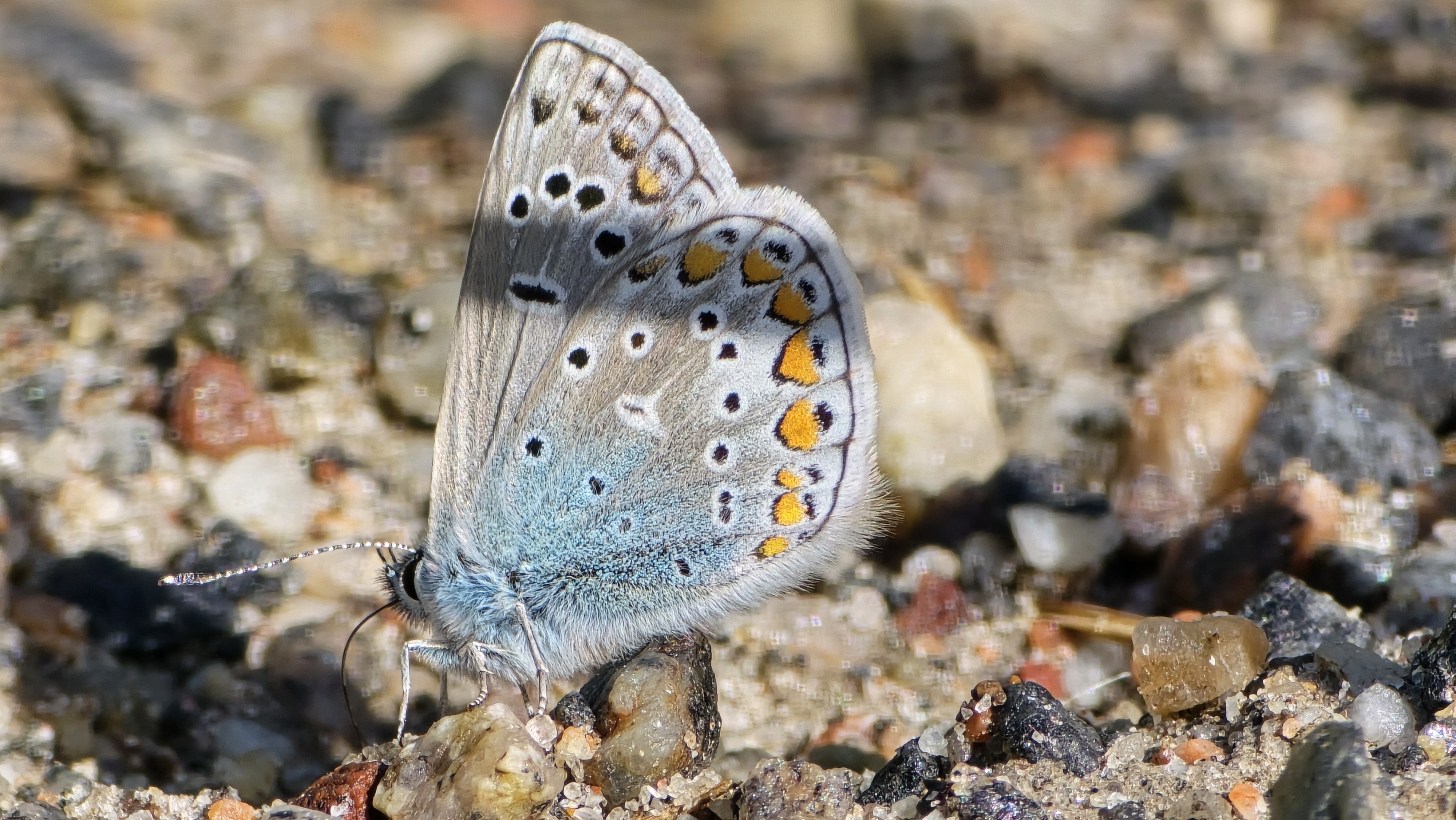 Hohtosinisiipi / European Common Blue
