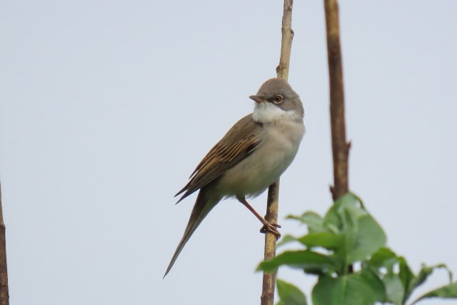 Pensaskerttu / Common Whitethroat
