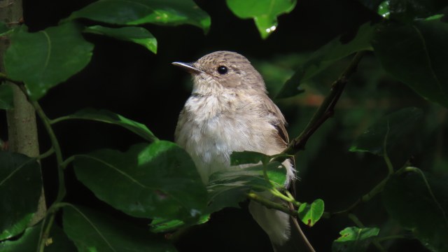 Harmaasieppo / Spotted Flycatcher