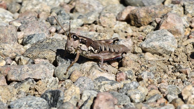 Kangassirkka / Podisma Pedestris