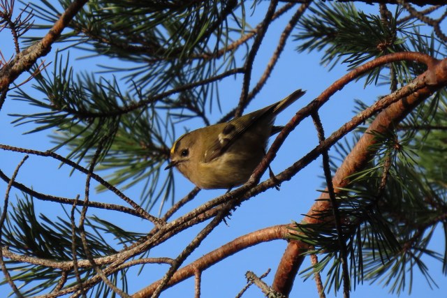 Hippiäinen / Goldcrest