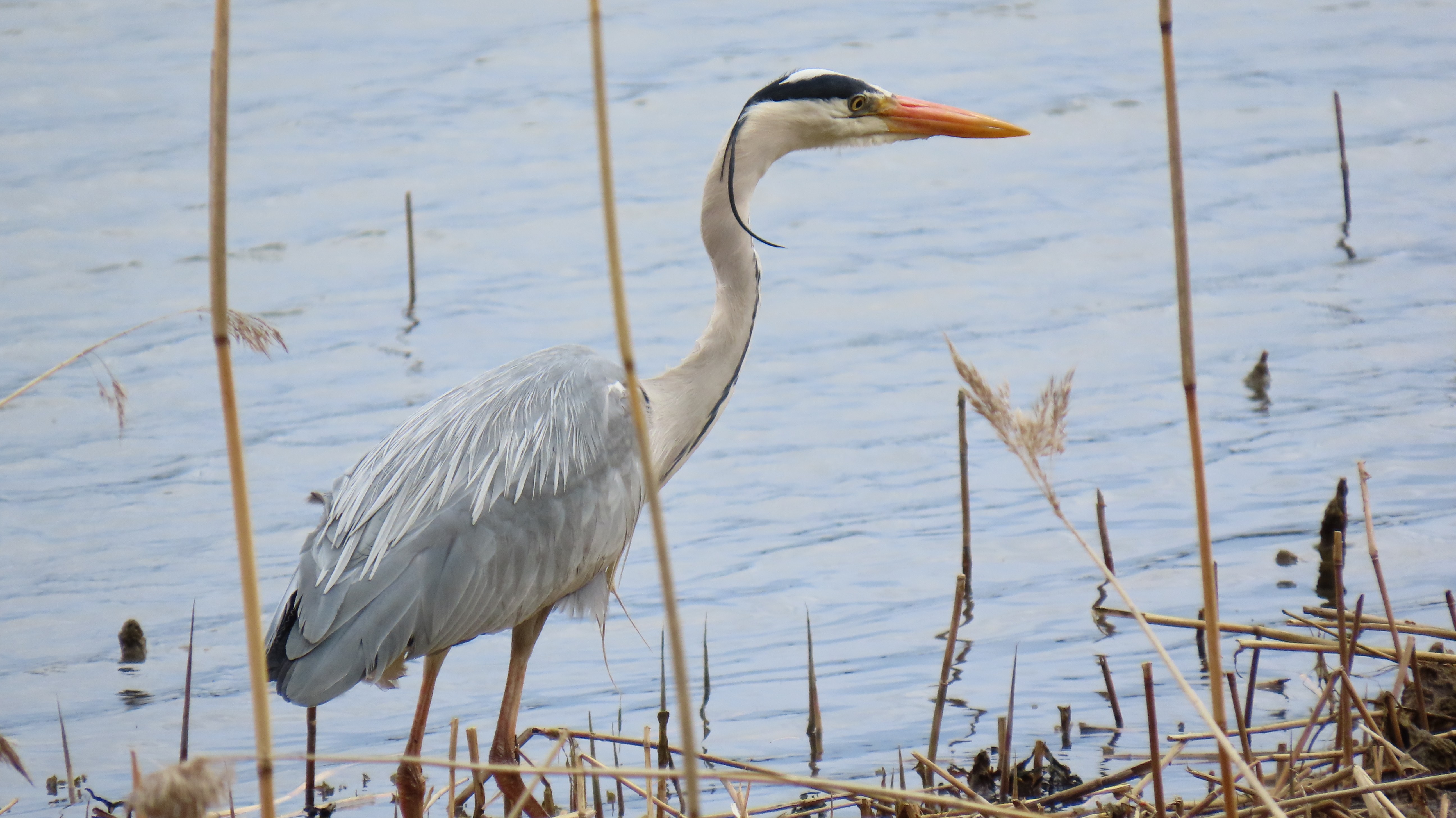 Harmaahaikara / Grey Heron