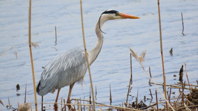 Harmaahaikara / Grey Heron