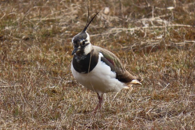 Töyhtöhyyppä / Northern Lapwing