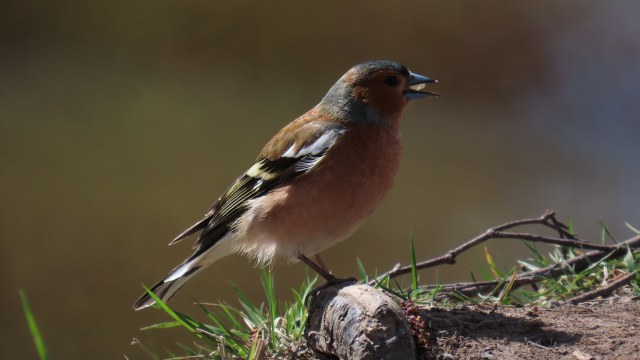 Peippo / Eurasian Chaffinch