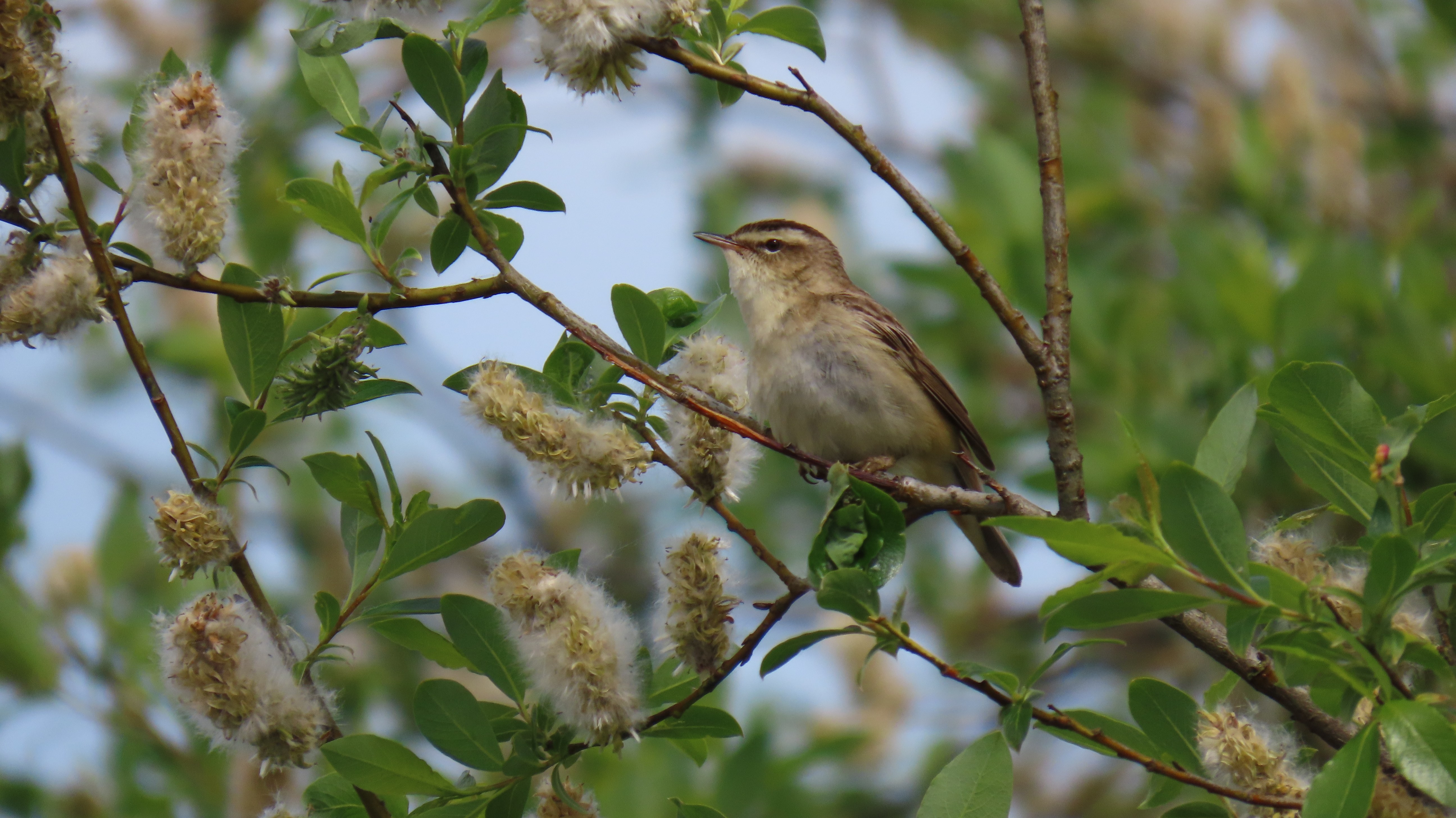 Ruokokerttunen / Sedge Warbler