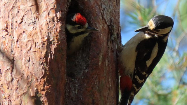 Käpytikka / Great Spotted Woodpecker