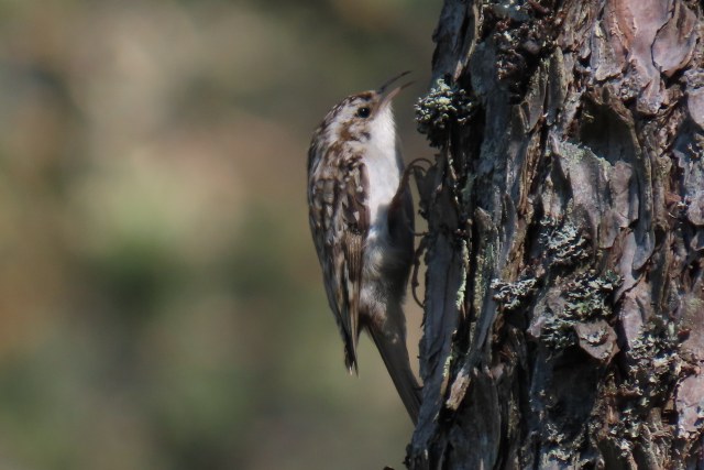 Puukiipijä / Eurasian Treecreeper