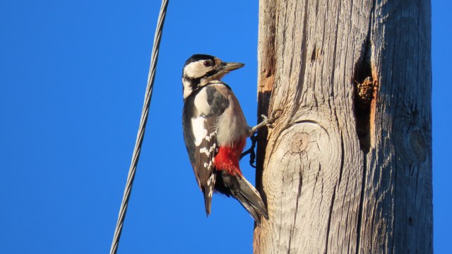Käpytikka / Great Spotted Woodpecker