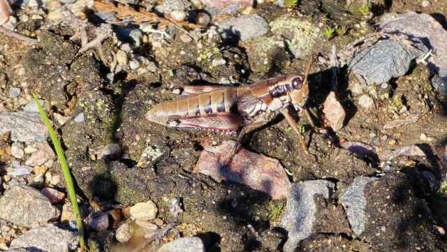Kangassirkka / Podisma Pedestris