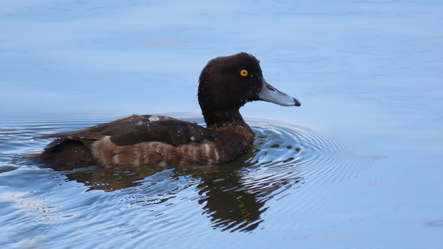 Tukkasotka / Tufted Duck