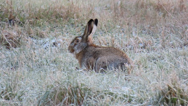 Rusakko / European Hare