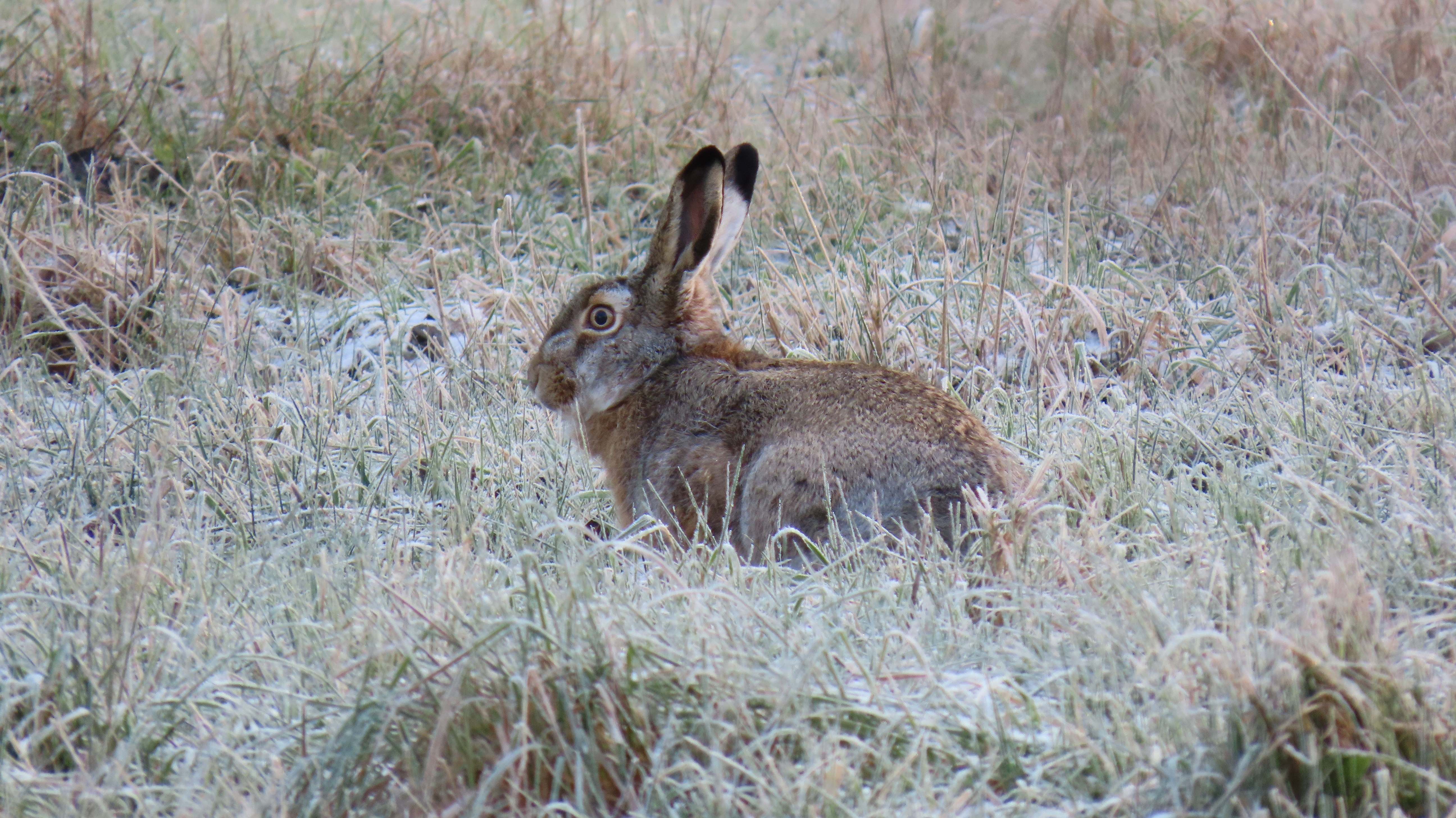 Rusakko / European Hare