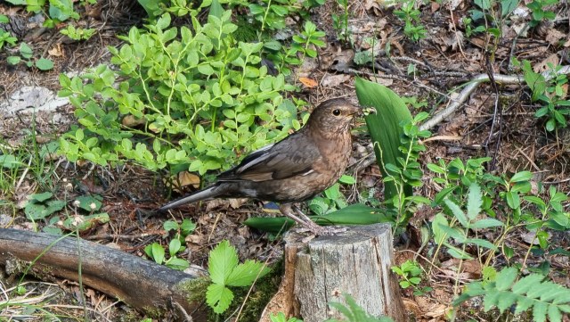 Räkättirastas / Fieldfare