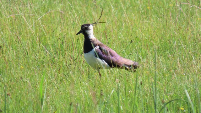 Töyhtöhyyppä / Northern Lapwing