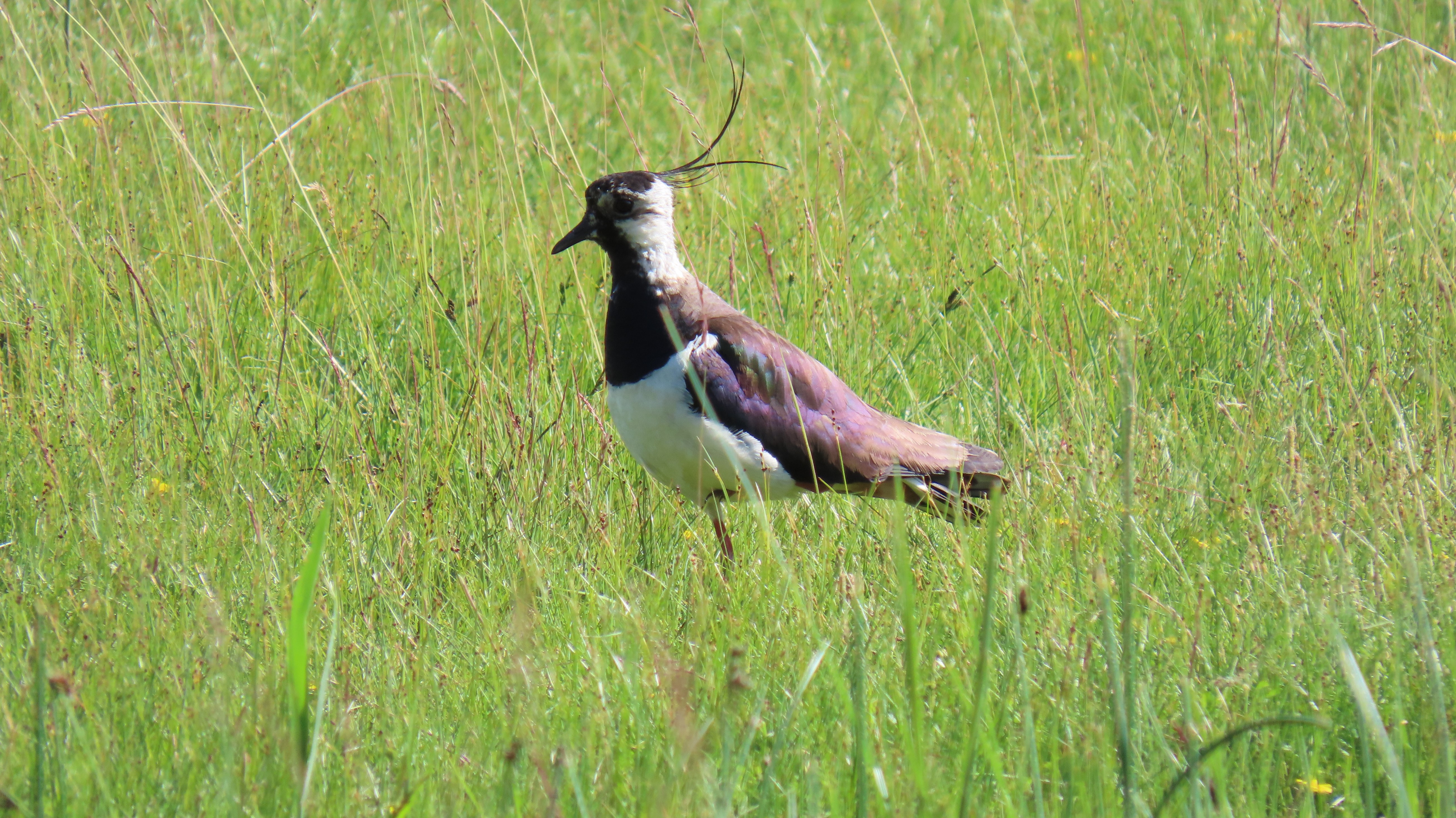 Töyhtöhyyppä / Northern Lapwing
