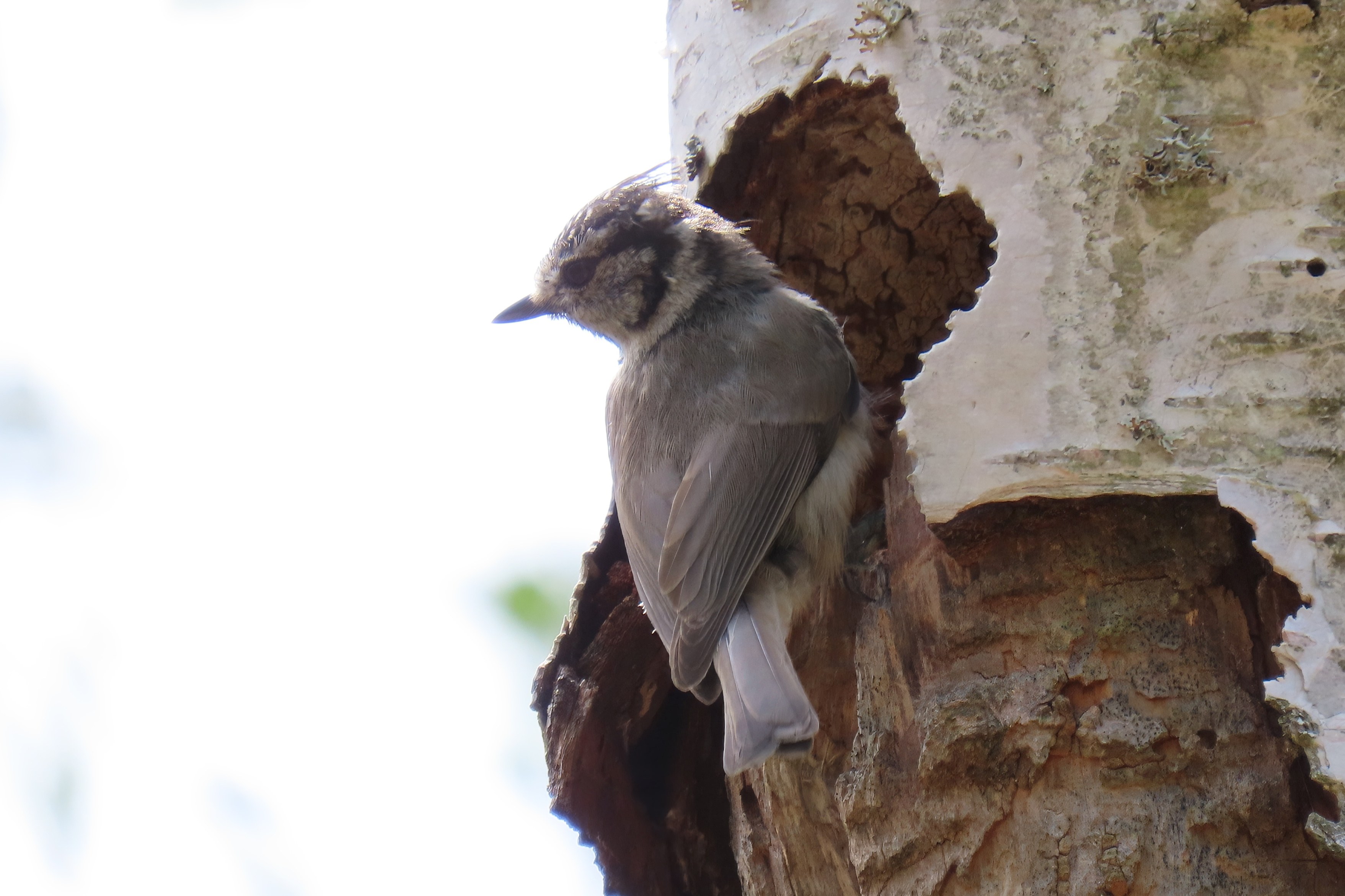 Töyhtötiainen / Crested Tit