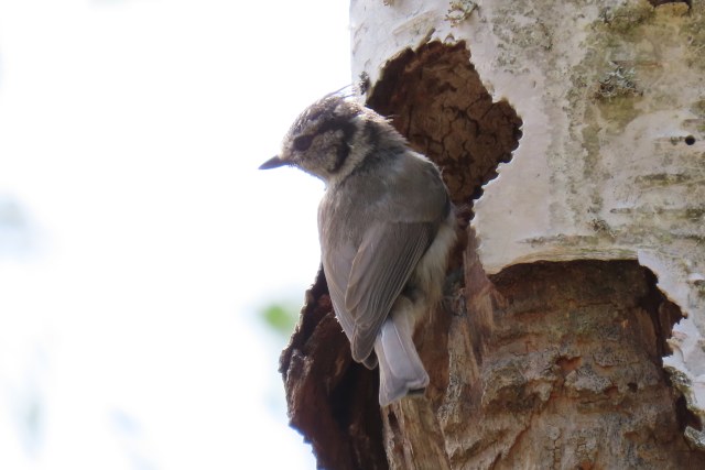 Töyhtötiainen / Crested Tit