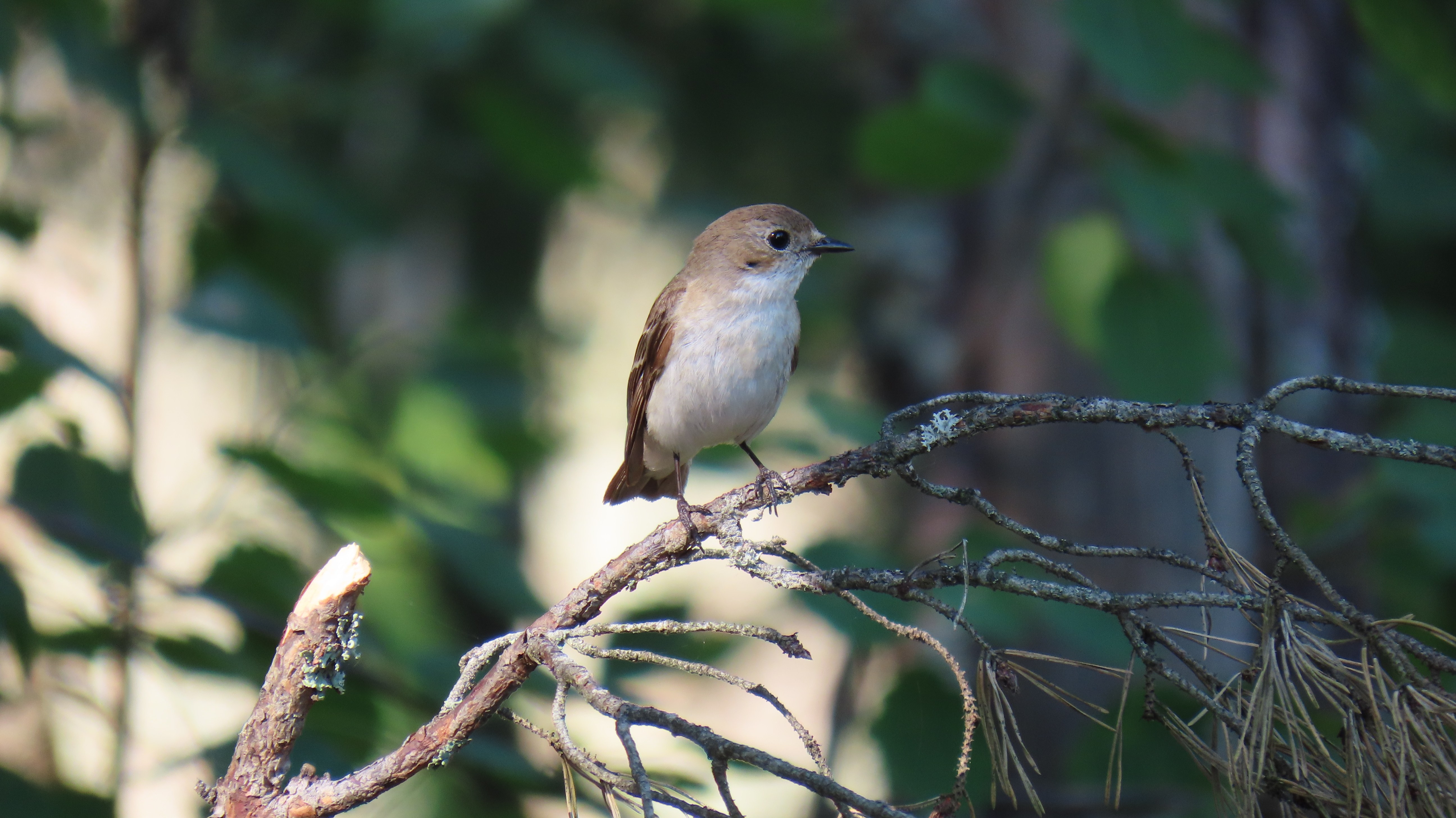 Kirjosieppo / European Pied Flycatcher