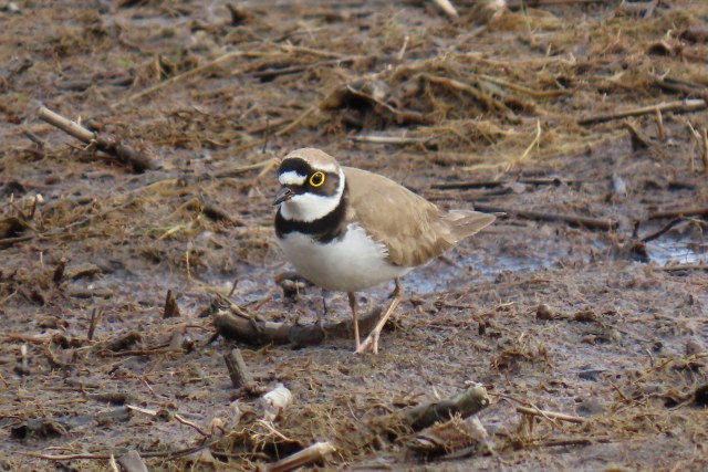 Pikkutylli / Little Ringed Plover