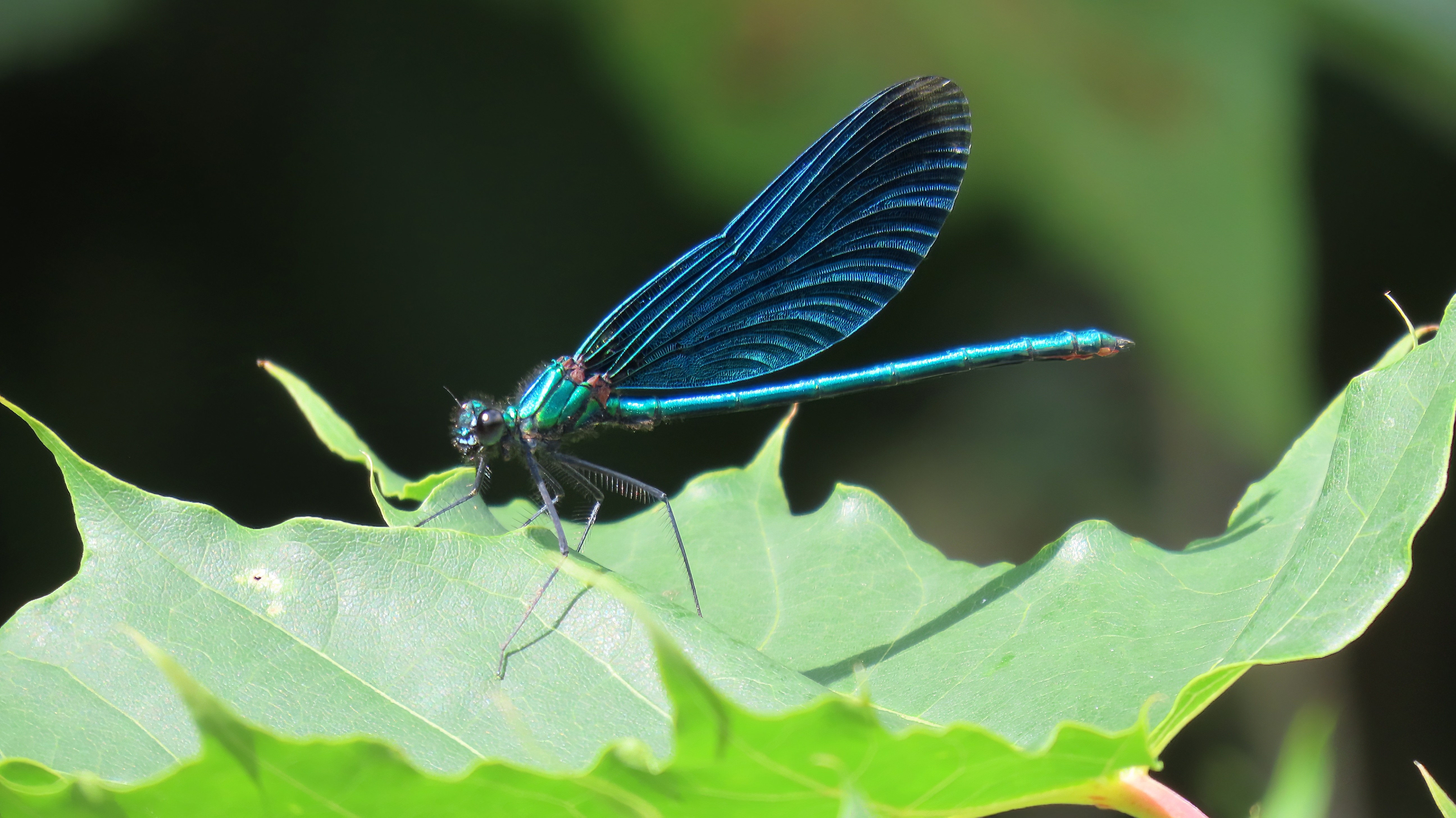 Neidonkorento / Beautiful Demoiselle