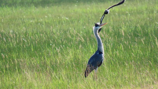 Harmaahaikara / Grey Heron