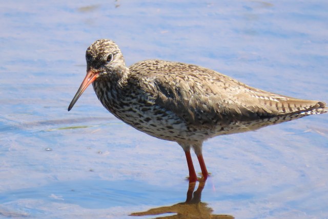 Punajalkaviklo / Common Redshank
