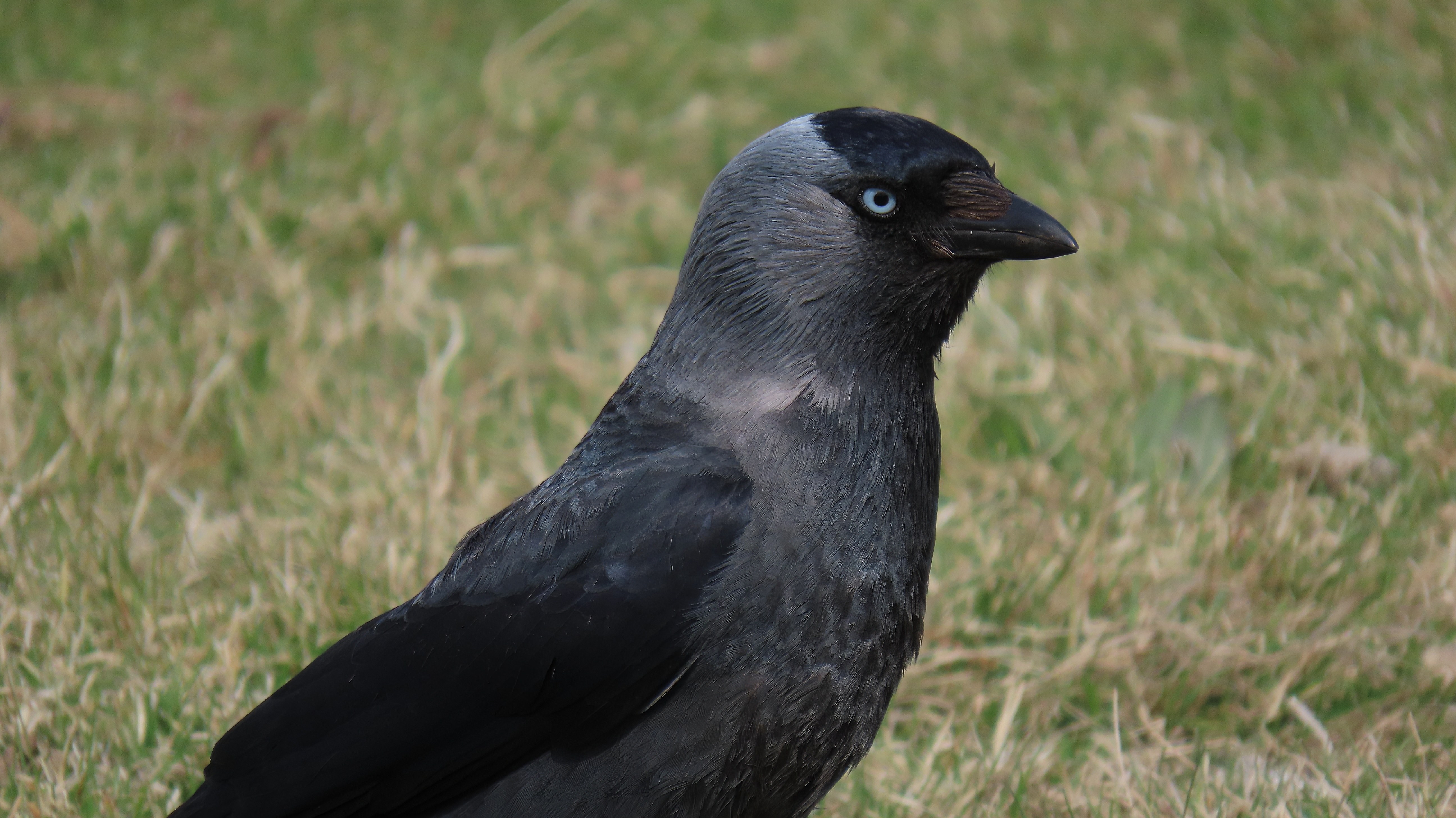 Naakka / Western Jackdaw