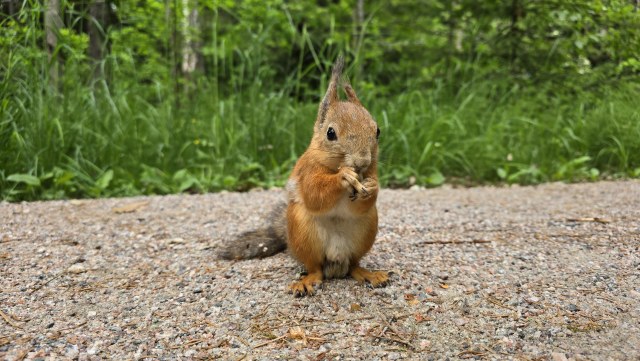 Orava / Red Squirrel