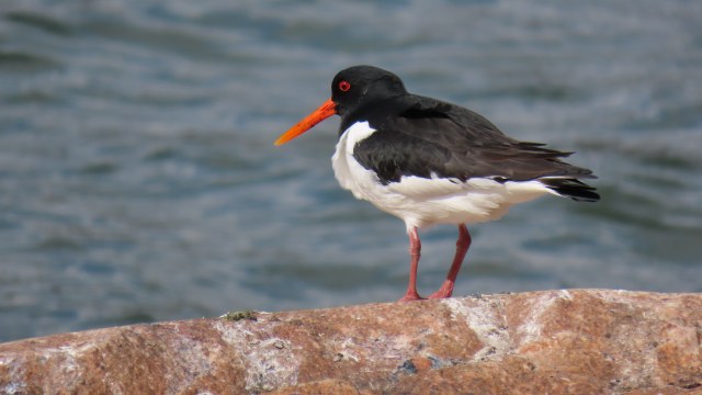 Meriharakka / Eurasian Oystercatcher