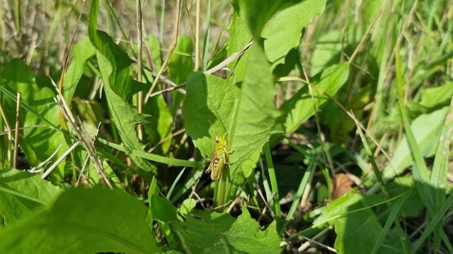 Nurmiheinäsirkka / Meadow Grasshopper