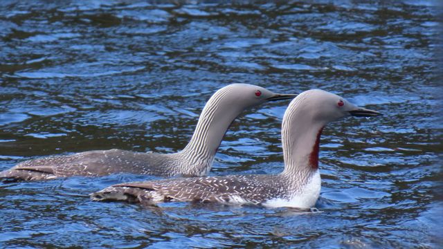 Kaakkuri / Red-throated Loon