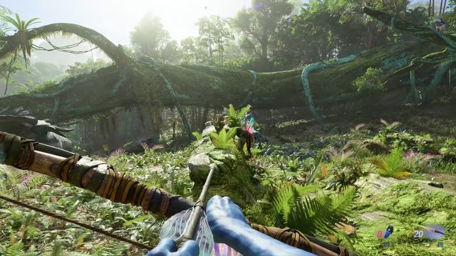 Too Early Hammerhead Hunt