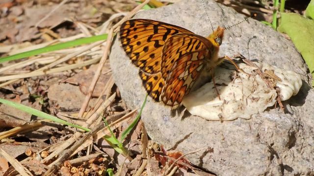 Pursuhopeatäplä / Pearl-bordered Fritillary