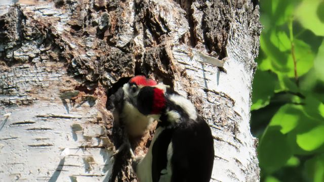 Käpytikka / Great Spotted Woodpecker