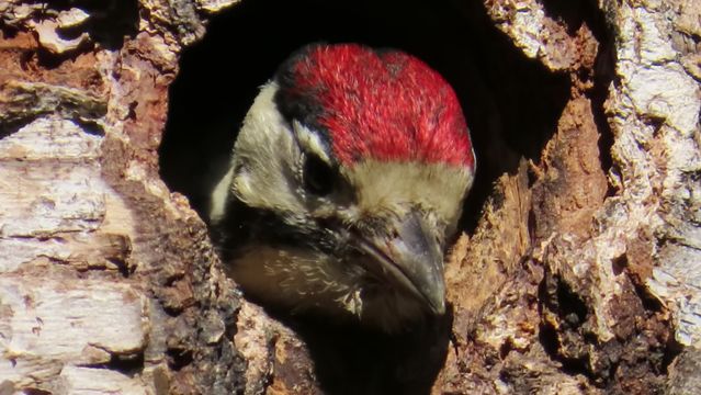 Käpytikka / Great Spotted Woodpecker