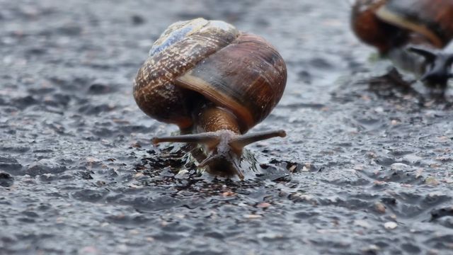 Lehtokotilo / Copse Snail