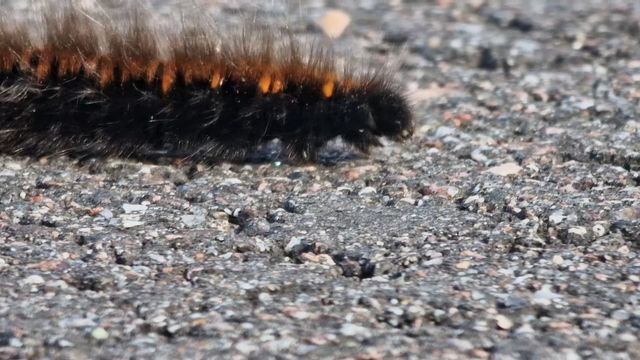 Heinähukka / Fox Moth