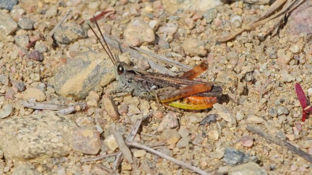 Ketoheinäsirkka / Common Field Grasshopper