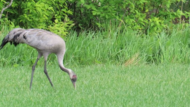 Kurki / Eurasian Crane