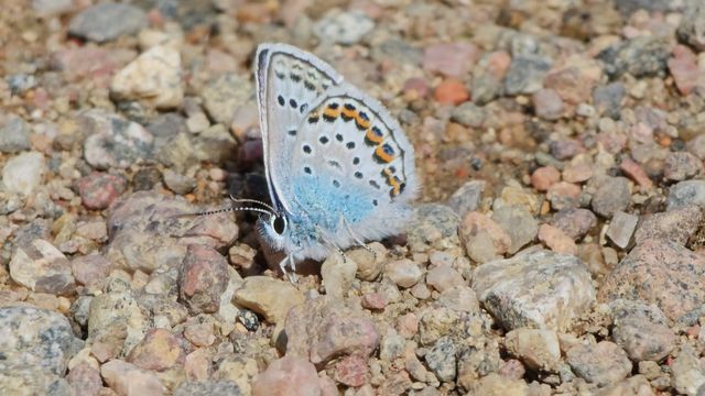 Kangassinisiipi / Silver-studded Blue